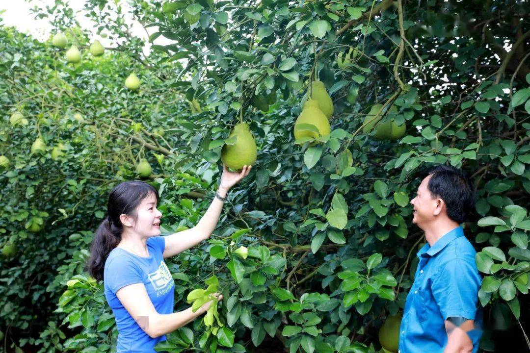 柚子种植致富新闻_柚子种植前景_柚子种植园