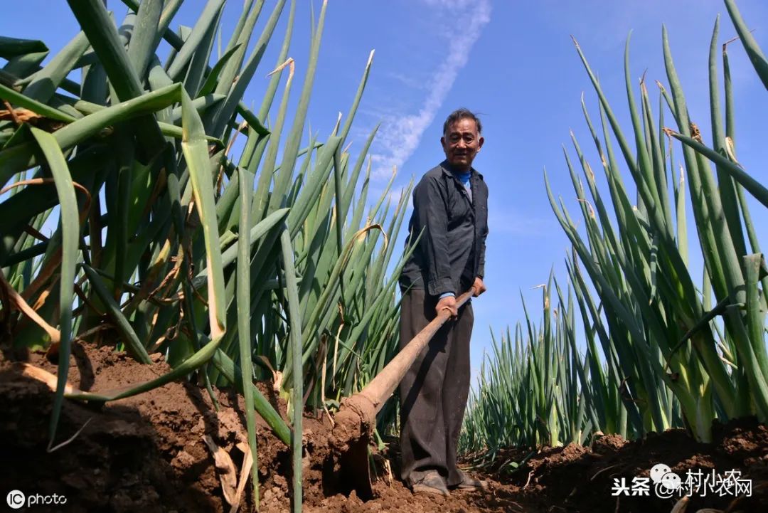 致富经大葱_致富经大葱种植_大葱赚钱吗