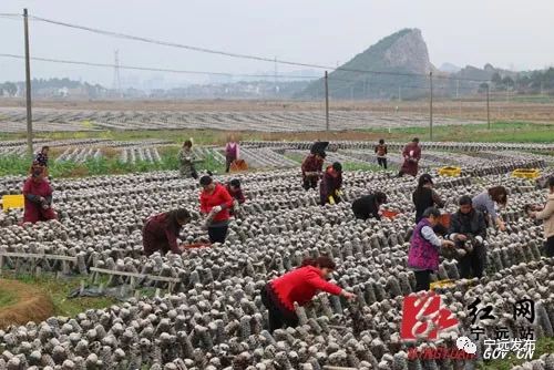 养黑木耳赚钱吗_黑木耳养殖致富_黑木耳养殖基地