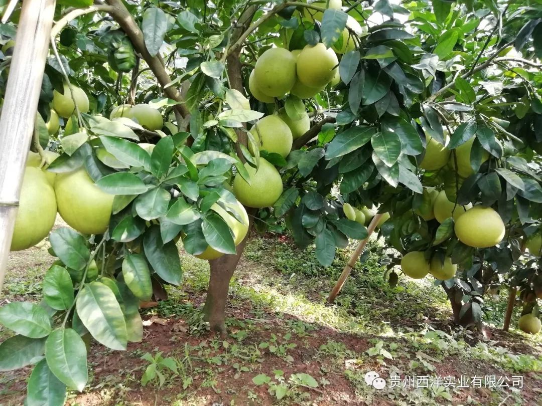 种柚子赚钱吗_柚子种植前景_柚子种植致富新闻