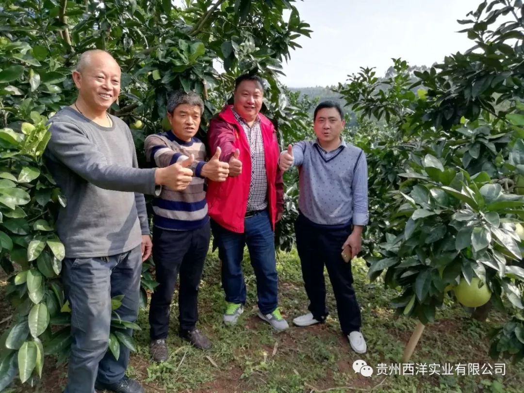 柚子种植致富新闻_种柚子赚钱吗_柚子种植前景