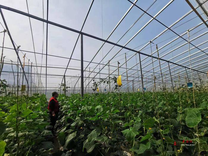 三原县蔬菜种植基地_三原农业种植致富项目_致富种植农业三原项目招标