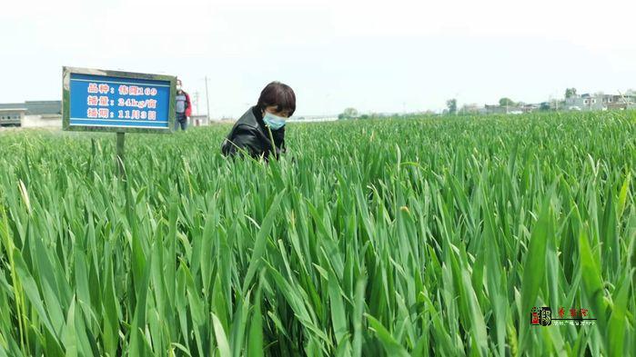 三原县蔬菜种植基地_三原农业种植致富项目_致富种植农业三原项目招标