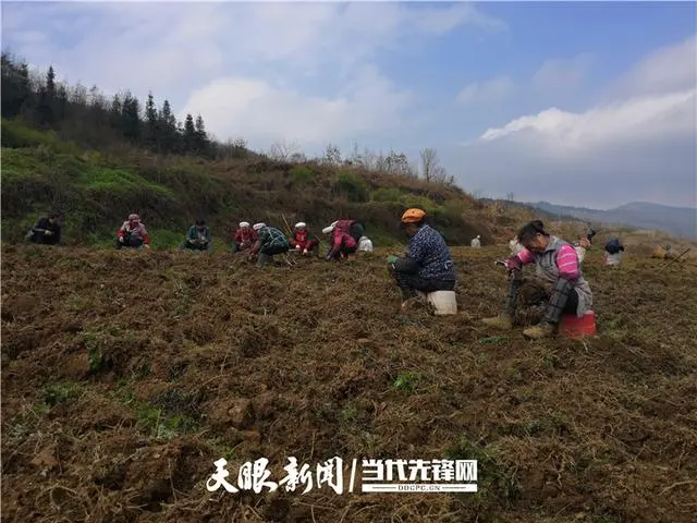 亩产3000斤！白芨产业成桴焉镇群众的致富“良方”！