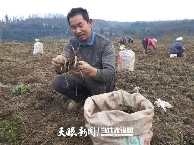 种植白芨前景_种植 白芨 致富_致富种植白芨图片