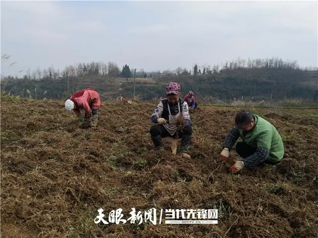 种植 白芨 致富_致富种植白芨图片_种植白芨前景