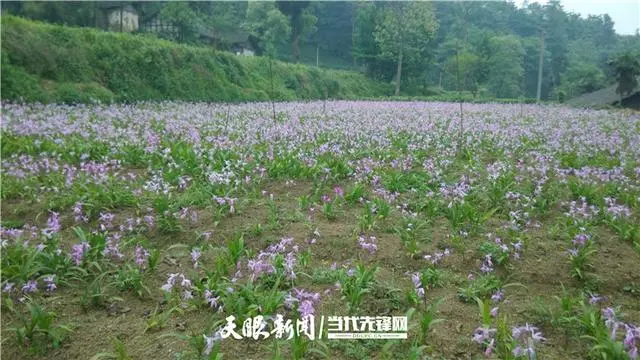 种植白芨前景_种植 白芨 致富_致富种植白芨图片