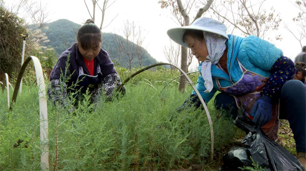 黄精种植致富新闻_黄精种植致富新闻_黄精种植致富新闻