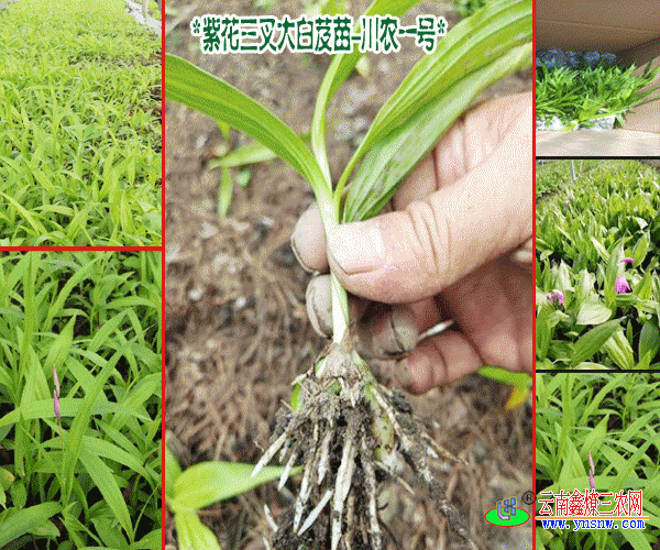 聚蚁思维：白芨种植致富，块茎在1.5