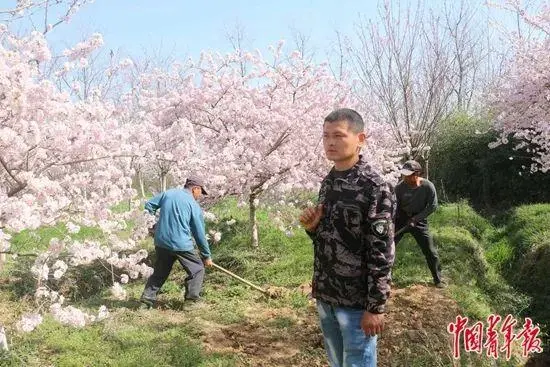 致富经樱花之王_樱花价值_致富经樱花