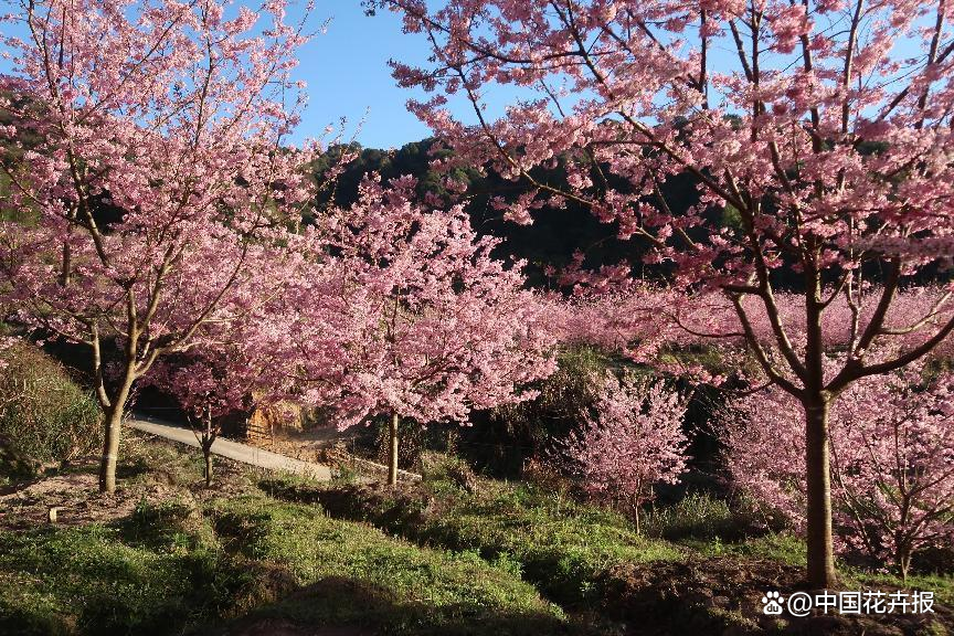 致富经樱花之王_樱花价值_致富经樱花