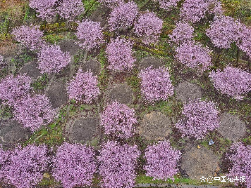 樱花价值_致富经樱花之王_致富经樱花