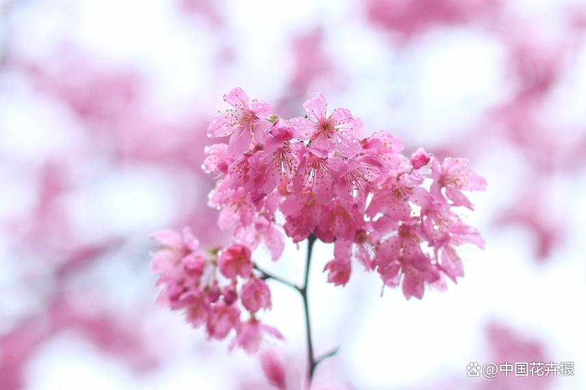 致富经樱花之王_樱花价值_致富经樱花