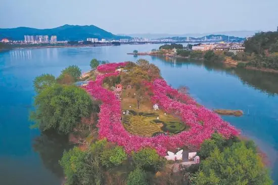 福建：“樱花经济”如何常开不谢？