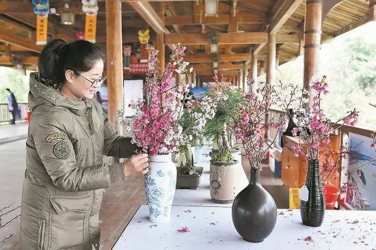 致富经樱花之王_致富经樱花_樱花价值