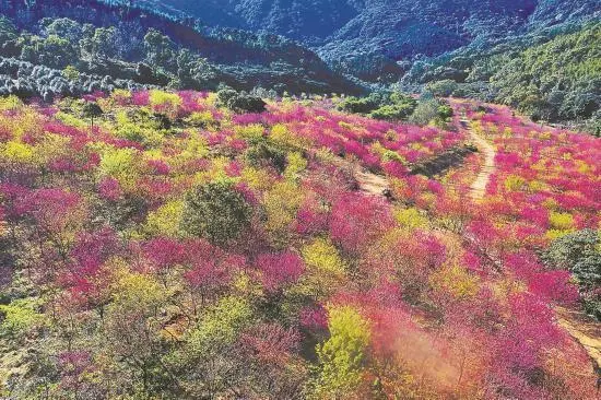 致富经樱花之王_致富经樱花_樱花价值