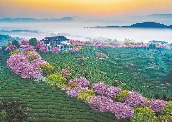 致富经樱花之王_樱花价值_致富经樱花