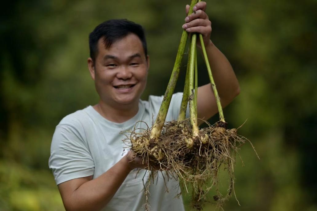 黄精种植致富新闻_黄精种植致富新闻_黄精种植致富新闻