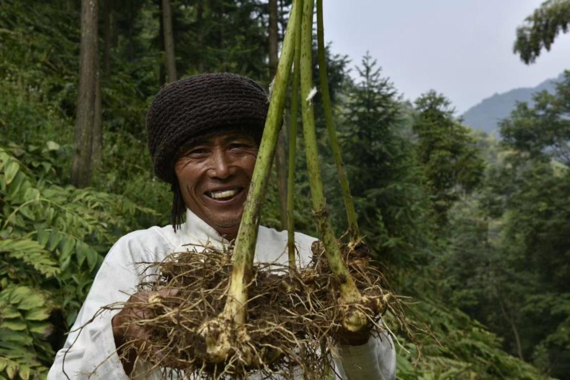 黄精种植致富新闻_黄精种植致富新闻_黄精种植致富新闻