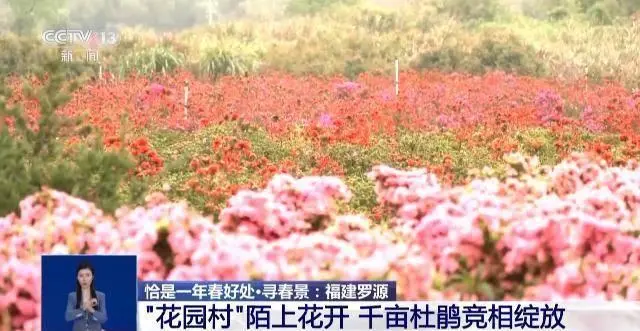 樱花价值_致富经樱花_致富经樱花之王