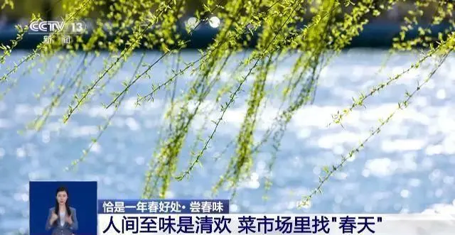 致富经樱花之王_樱花价值_致富经樱花