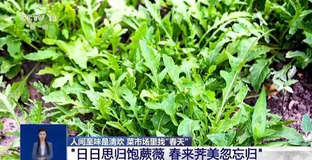 致富经樱花之王_樱花价值_致富经樱花