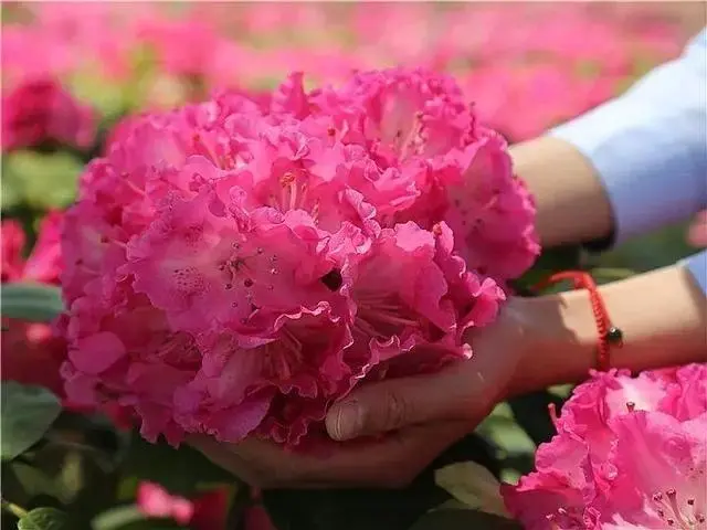 致富经樱花之王_樱花价值_致富经樱花