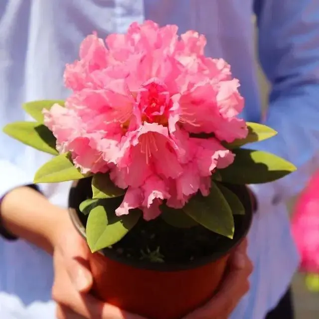 樱花价值_致富经樱花_致富经樱花之王