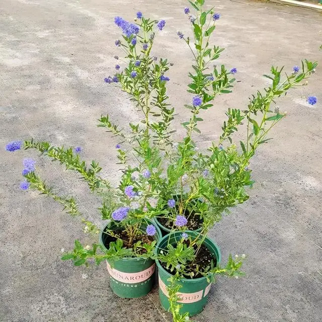 致富经樱花_樱花价值_致富经樱花之王