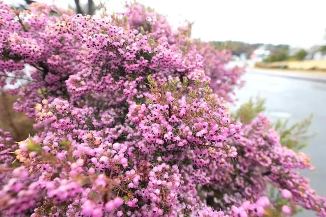 致富经樱花之王_樱花价值_致富经樱花