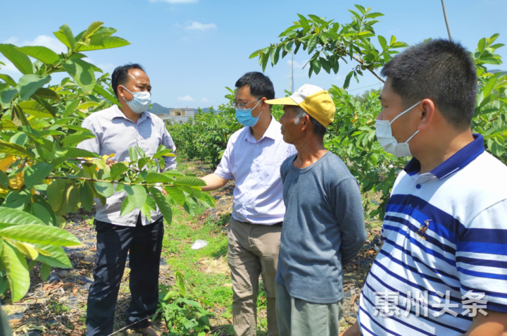 决战决胜脱贫攻坚丨梁化育民村：番石榴树下走出脱贫致富路！