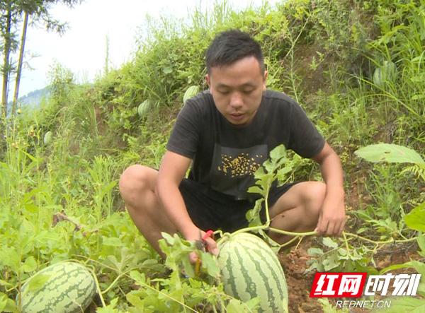 红色保靖 逐梦前行 田江堰：退伍不褪色 自主创业带领村民致富