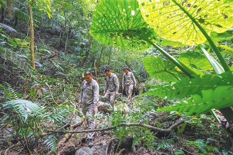 近日，护林员巡护海南热带雨林国家公园五指山片区。海南日报记者 李天平 摄