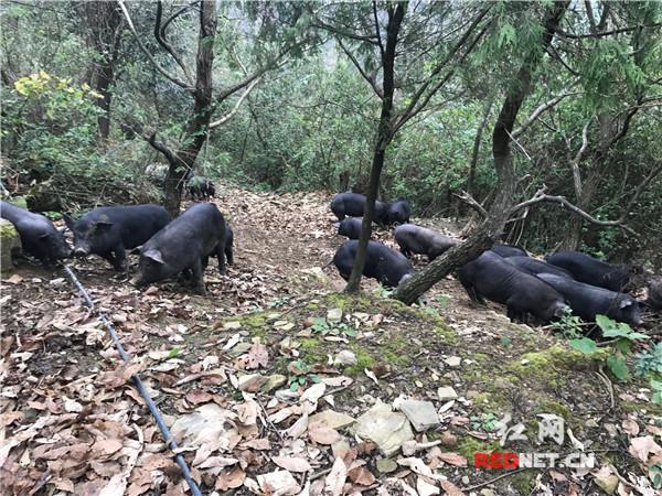 湘西适合养殖什么_湘西养殖致富_湖南湘西养殖项目