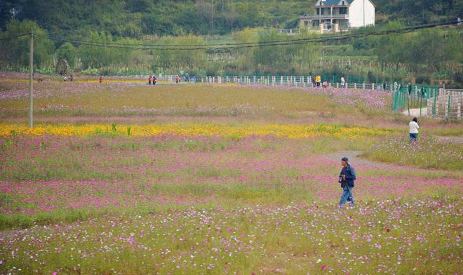 农村人种植数百亩花草，免费观赏却不卖，靠啥增收