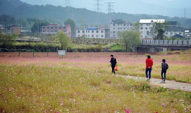 致富经樱花之王_樱花价值_致富经樱花