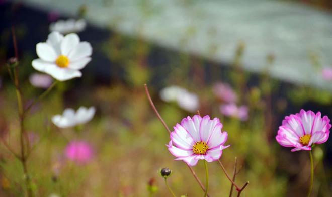 致富经樱花之王_樱花价值_致富经樱花