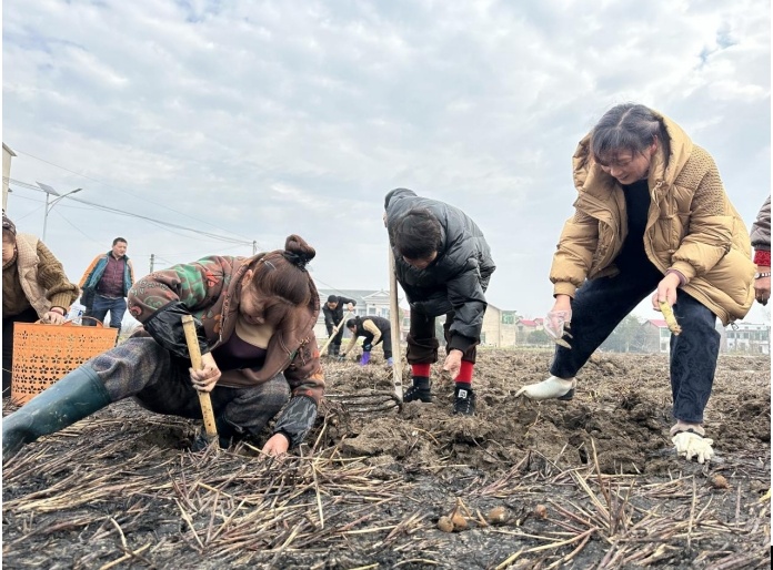 乡村振兴 | 湖南湘潭县：荸荠迎丰收 振兴有奔头