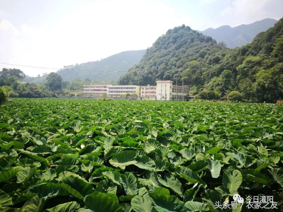 灌阳邓根旭：种植槟榔芋致富，带动70多个贫困户学技术还增加收入