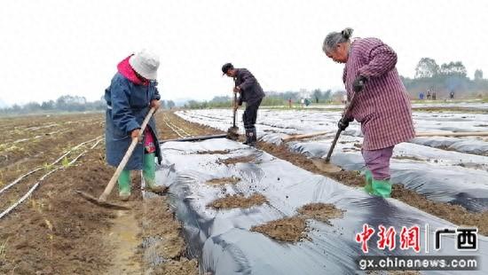 挥锄覆膜忙春耕 广西荔浦五万亩荔浦芋陆续种植