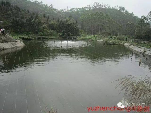 鳗鱼养殖致富_致富养殖鳗鱼怎么样_养殖鳗鱼利润怎么样