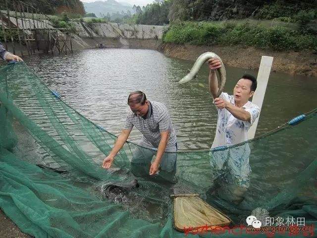 鳗鱼养殖致富_致富养殖鳗鱼怎么样_养殖鳗鱼利润怎么样