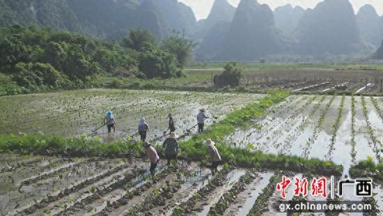 源头把控品质 荔浦做强“芋制品”精深加工产业