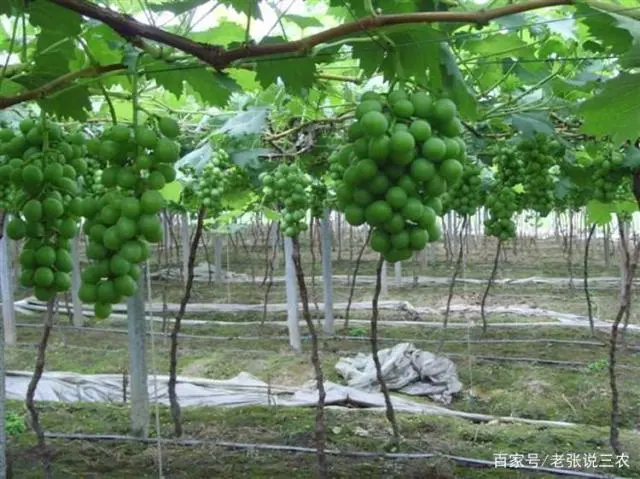 大棚温室葡萄栽培技术_温室大棚葡萄的种植管理技术_全套温室大棚葡萄种植技术