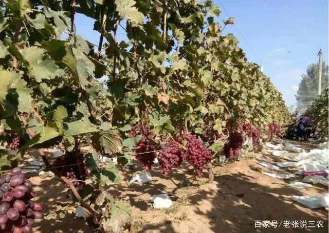 温室大棚葡萄的种植管理技术_大棚温室葡萄栽培技术_全套温室大棚葡萄种植技术