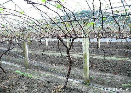 温室大棚葡萄的种植管理技术_全套温室大棚葡萄种植技术_大棚温室葡萄栽培技术