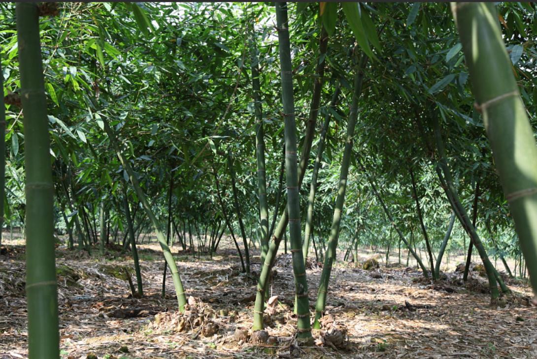 竹子致富项目_致富竹种植农村图片大全_农村种植致富竹