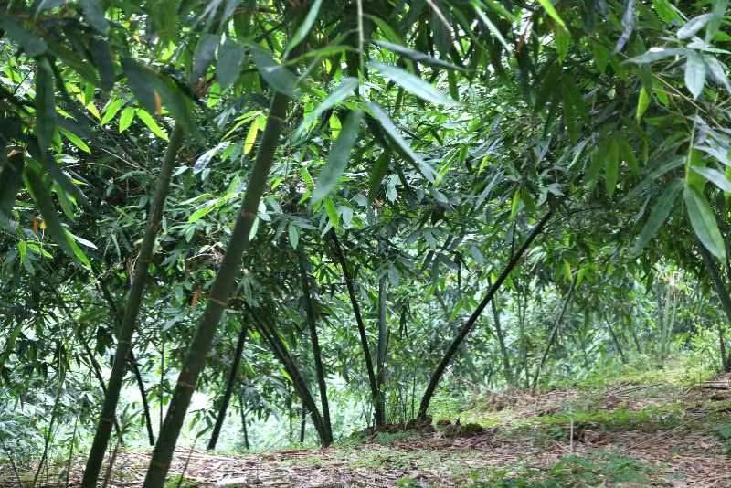 农村种植致富竹_竹子致富项目_致富竹种植农村图片大全