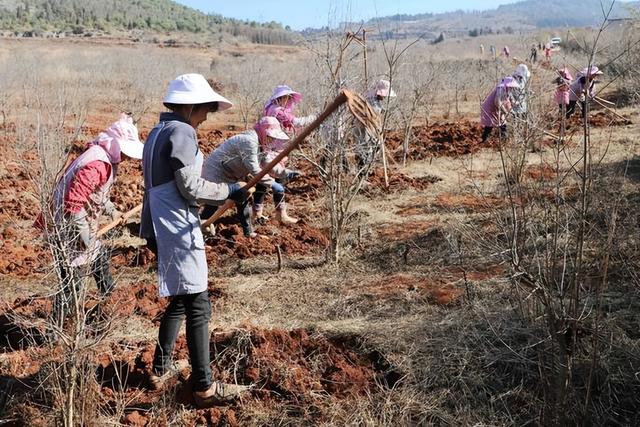 春天收获“金疙瘩” 富源大地育生机