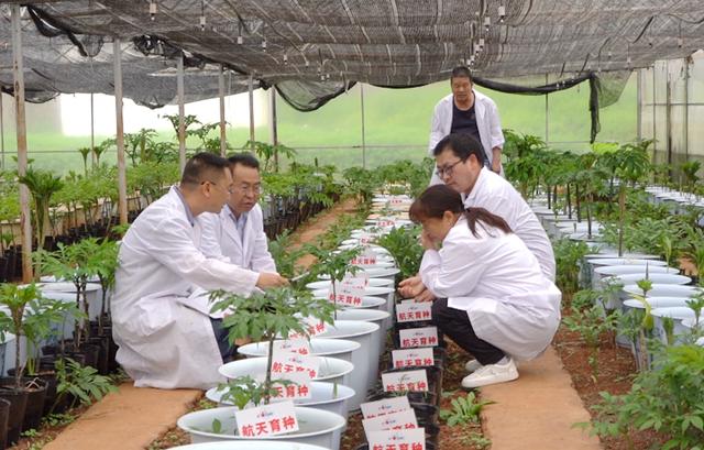 金疙瘩种植致富_金疙瘩种植致富_金疙瘩种植致富